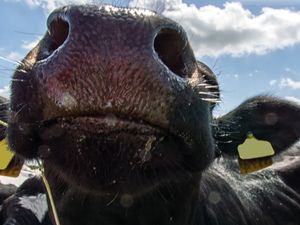 Supporting image for story: Firefighters rescue cows stuck in the mud near Shrewsbury