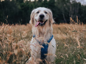 Supporting image for story: Meet the Black Country dog reviewing holiday homes across the country