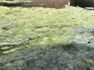 Supporting image for story: Anglers put on brown algae alert as water quality monitoring begins in river