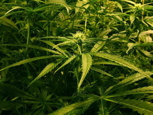 Supporting image for story: £40,000 of cannabis seized in Telford raid