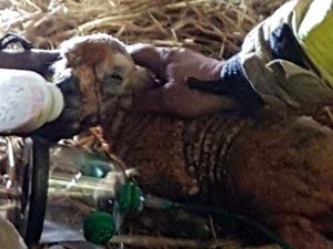 Supporting image for story: Ewe and new born lambs have lucky escape from barn fire