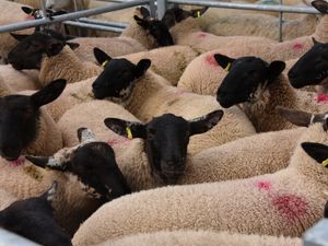 Supporting image for story: Man ordered to pay £2,300 over false information on sheep movement 