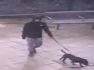 Supporting image for story: Boy, 4, bitten and dragged by dog at shopping centre