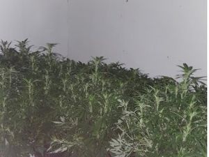 Supporting image for story: Police swoop on cannabis farm in Wednesbury following tip off