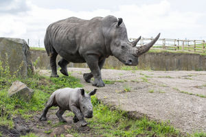 Rhinos at the safari park