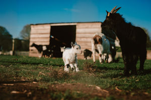 Tony Scott at Scotty's Animal and Donkey Farm launched an appeal to help the farm survive