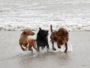 Supporting image for story: Three-quarters of pet dogs suffer from anxiety-related disorders, study suggests