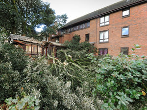 Supporting image for story: Huge tree snaps and crashes into building in Wolverhampton
