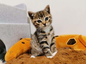 Supporting image for story: Charity celebrates rehoming 10,000 cats since start of lockdown