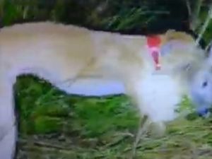 Supporting image for story: 'Terrifying': RSPCA survey shows one in five people in West Midlands has seen animal cruelty online