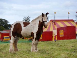 Supporting image for story: New bill set to ban the use of wild animals in travelling circuses in Wales