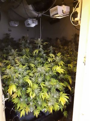 The plants seized in Madeley this morning. Photo: @MadeleyCops