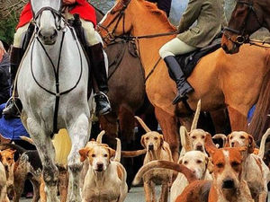 Supporting image for story: No hunting licences issued for National Trust land in Shropshire