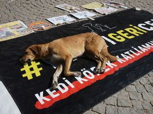 Supporting image for story: Turkish assembly clears way for ‘massacre law’ to round up stray dogs