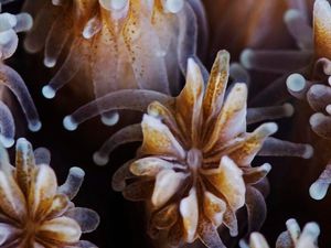 Supporting image for story: New study suggests corals eat plastic because they like the taste