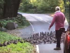 Supporting image for story: Watch: Drivers go quackers over unusual road hold-up 
