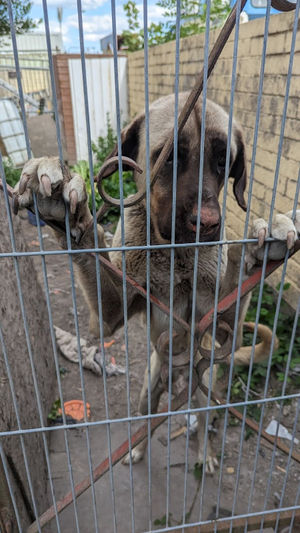 Behind metal bars in the yard he found a severely emaciated tan-coloured Kangal-type female dog - with her ribs, spine and pelvis visibly protruding, and no food or water available