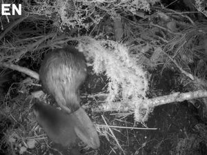 Supporting image for story: Cairngorms beaver kits first to be born in wild at national park for 400 years