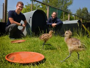 Supporting image for story: Shropshire curlew lovers all of a flutter at the arrival of precious chicks 