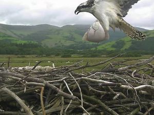 Supporting image for story: Catch of the day as osprey snatches fish 