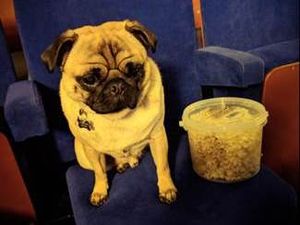 Supporting image for story: Birmingham's The Alexandra to host first ever film festival