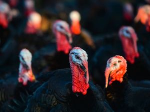 Supporting image for story: Star comment: Why we should be backing our turkey farmers