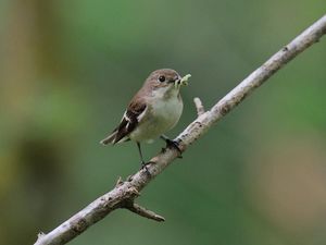 Supporting image for story: Hungry birds miss the caterpillar in earlier springs, study finds