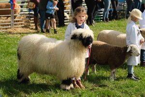 Six year-old Nancy Price of Fairview Valley, Church Stretton took part in the Young Handlers Under 10’s competition at Kington Show with Maggie the Valais Blacknose sheep, who is six months old