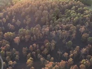 Supporting image for story: WATCH: Drone footage shows devastation over Cannock Chase after series of fires