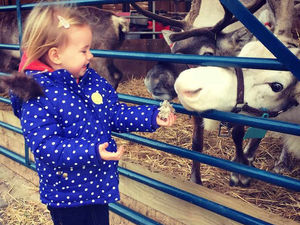 Supporting image for story: Christmas at Blithbury Reindeer Lodge