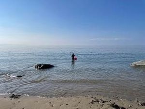 Supporting image for story: Get into the swim for hospital fundraiser