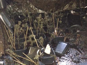 Supporting image for story: IN PICTURES: Smethwick cannabis factory destroyed in blaze
