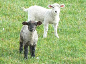 Supporting image for story: Shropshire and Mid Wales farmers in 'no lamb sales' protest