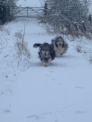 Bearded collies Claudie and Dili enjoying the snow. Photo: Belinda Steer'