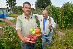 LAST COPYRIGHT NATIONAL WORLD STEVE LEATH 06/08/25Pics in Bridgnorth at the Apley Estate owned Allotments, next to the town Tennis Courts. Pictured is: Martin Preece (with braces) and Martin Roper (green shirt).