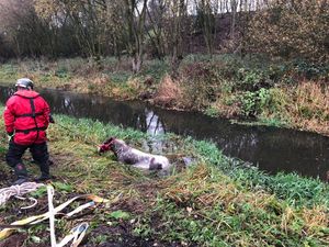 Supporting image for story: Daffy the tiny horse saved from freezing water near Newport