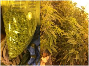 Supporting image for story: Police discover home transformed into cannabis factory close to Great Barr school