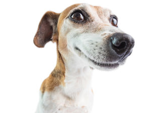 Supporting image for story: Andy Richardson: Happiness is dog shaped in these ruffest of times