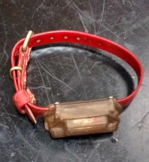 Elf was found wearing this transmitter collar