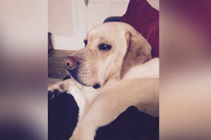 If looks could kill, taken by Hayley Willets from Wolverhampton