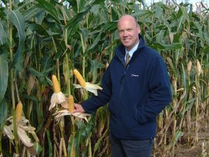 Supporting image for story: Expert farming advice: 'Avoid being caught out by an early maize harvest'