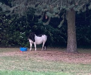 Both horses were returned safely to their field. 