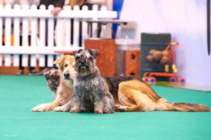 National Pet Show