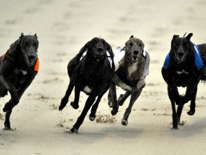 Supporting image for story: MSP wins enough support to introduce greyhound racing ban Bill at Holyrood
