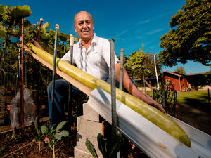 Supporting image for story: Not so Lidl - Telford gardener grows giant five-foot squash from supermarket seed