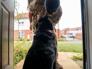 Supporting image for story: Rules on owning pets ease for families in 900 military homes in Northern Ireland