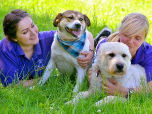 Supporting image for story: Tragic dogs need a loving home after 500 days in Telford kennels