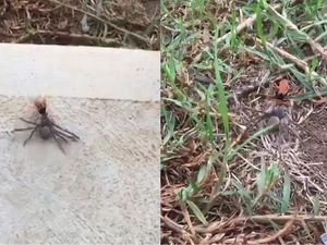Supporting image for story: Watch: This meaty huntsman spider was no match for a fearless wasp