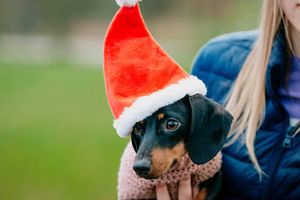 Festive Sausage Dog meet up and walk at The Quarry in Shrewsbury. Organised via Shrewsbury Sausage Social