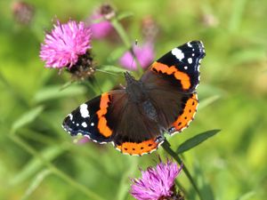 Supporting image for story: Public urged to join butterfly count as species spread north with climate change